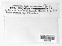 Erysiphe cruciferarum image
